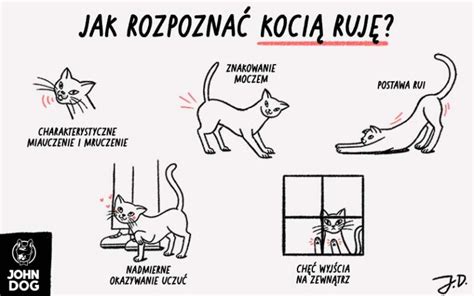 ruja u czowieka|